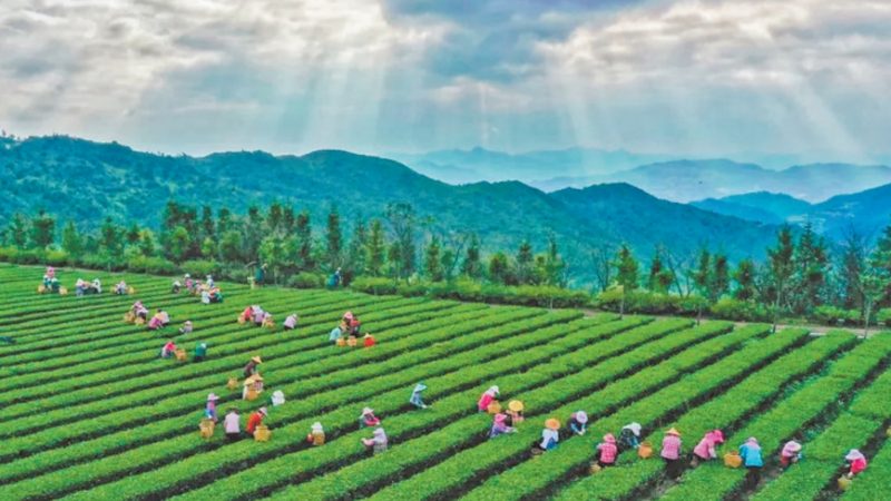 粮食种植公司品牌推荐：选对服务商比选品种更重要