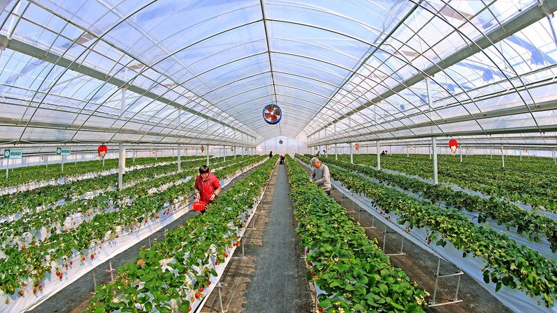 苹果树种植土壤条件：如何打造优质土壤环境