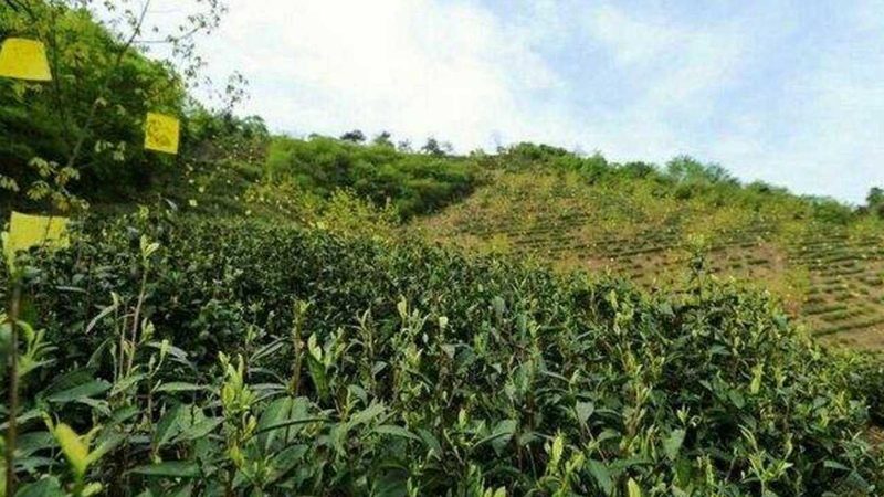 家庭农场与合作社补贴大比拼：哪个更胜一筹？**
