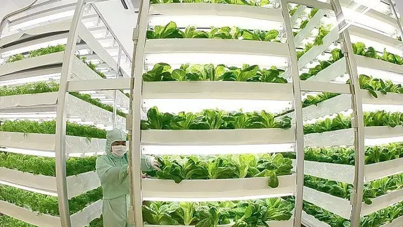 绿色食品续展与初次申请：关键区别与流程解析