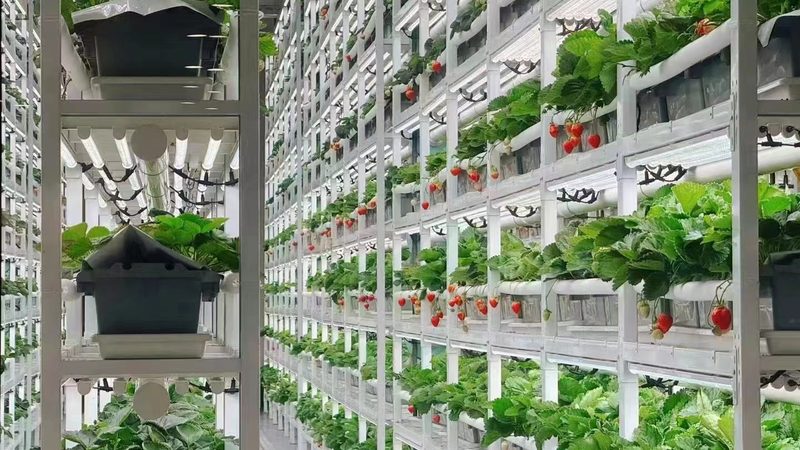 选择复合肥时，应关注以下关键指标：